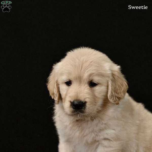 Sweetie, Golden Retriever Puppy