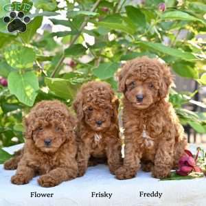 Freddy, Toy Poodle Puppy