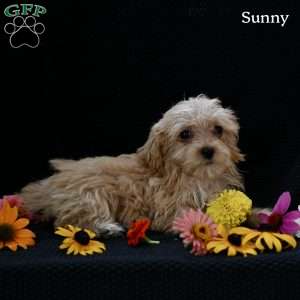 Sunny, Maltipoo Puppy