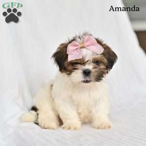 Amanda, Shih Tzu Puppy