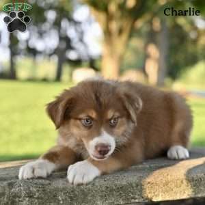 Charlie, Australian Shepherd Puppy