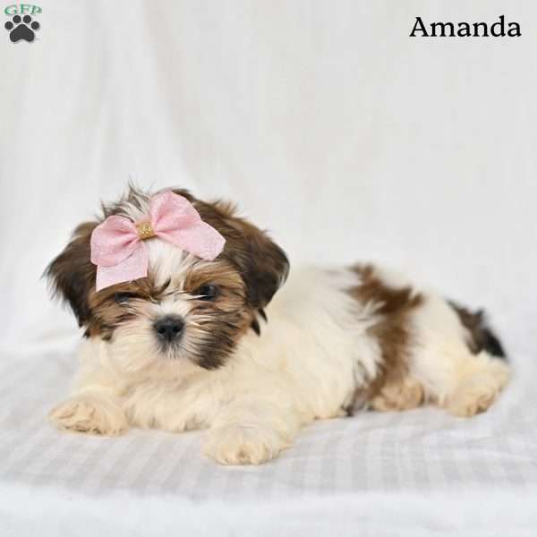 Amanda, Shih Tzu Puppy