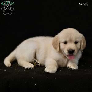 Sandy, Golden Retriever Puppy