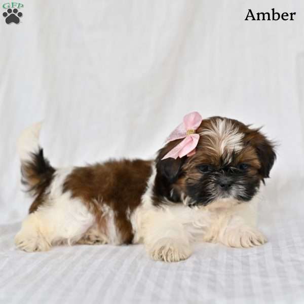 Amber, Shih Tzu Puppy