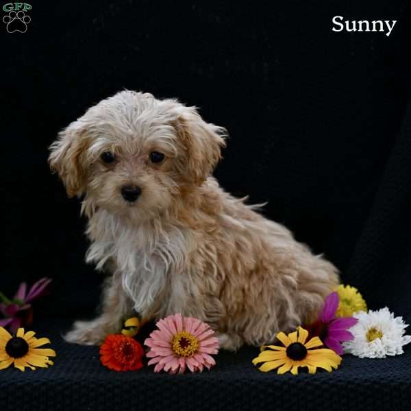 Sunny, Maltipoo Puppy