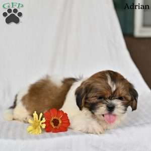 Adrian, Shih Tzu Puppy