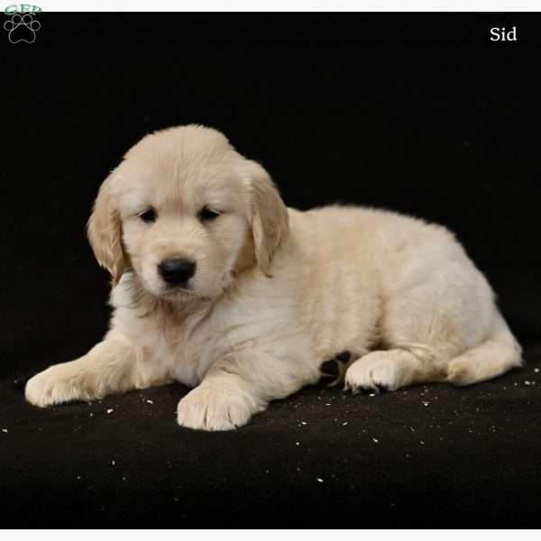 Sid, Golden Retriever Puppy