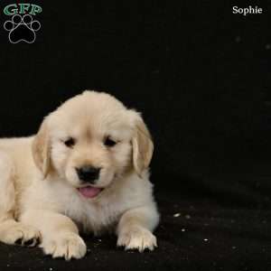 Sophie, Golden Retriever Puppy