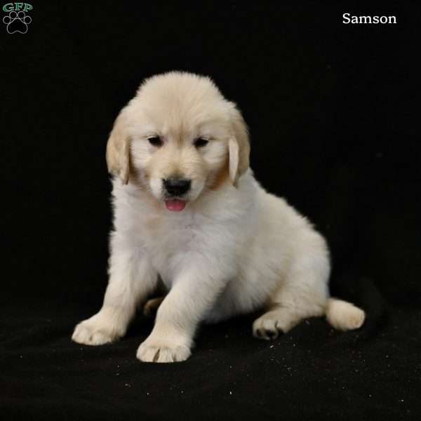 Samson, Golden Retriever Puppy