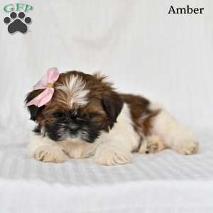 Amber, Shih Tzu Puppy