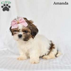 Amanda, Shih Tzu Puppy