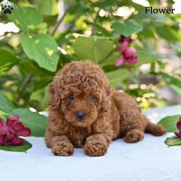 Flower, Toy Poodle Puppy