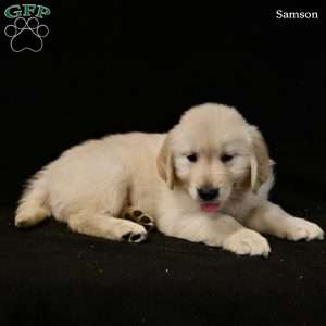 Samson, Golden Retriever Puppy