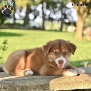 Charlie, Australian Shepherd Puppy