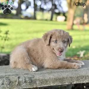Chip, Australian Shepherd Puppy