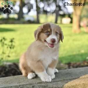 Charlotte, Australian Shepherd Puppy