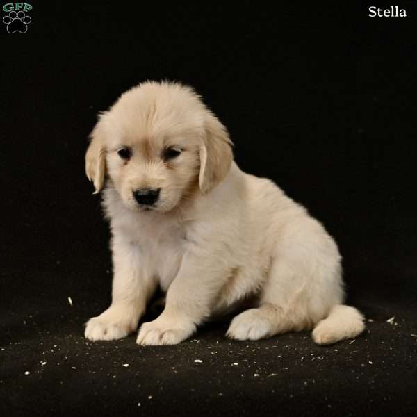 Stella, Golden Retriever Puppy