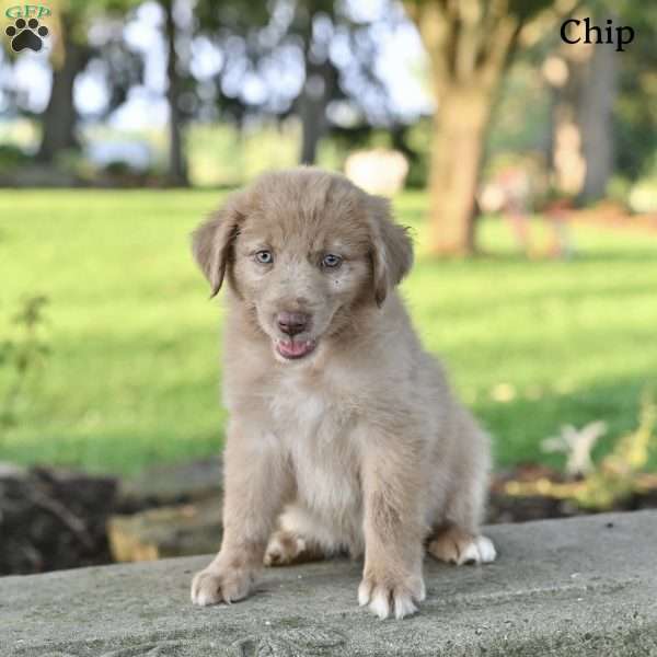 Chip, Australian Shepherd Puppy