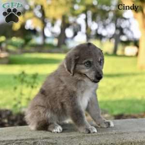Cindy, Australian Shepherd Puppy