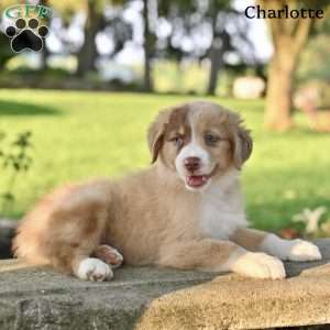 Charlotte, Australian Shepherd Puppy