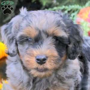 Cypress, Cavapoo Puppy