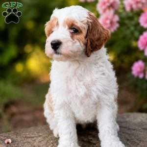 Penny, Mini Goldendoodle Puppy