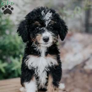Debby, Mini Bernedoodle Puppy