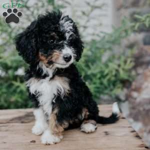 Debby, Mini Bernedoodle Puppy