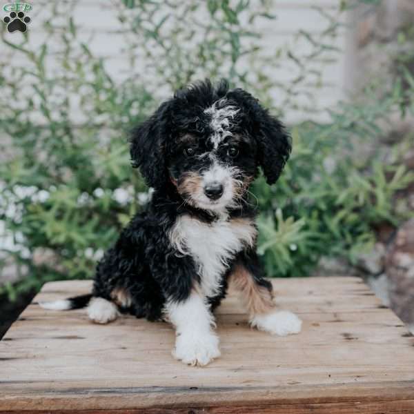 Debby, Mini Bernedoodle Puppy