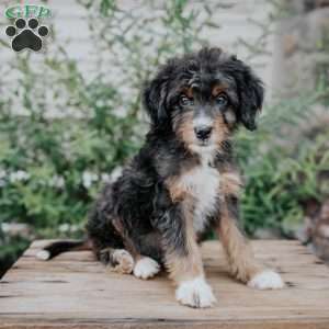 Dixie, Mini Bernedoodle Puppy