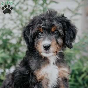 Dixie, Mini Bernedoodle Puppy