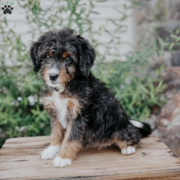Dixie, Mini Bernedoodle Puppy