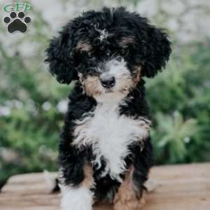 Dolly, Mini Bernedoodle Puppy