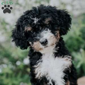 Dolly, Mini Bernedoodle Puppy