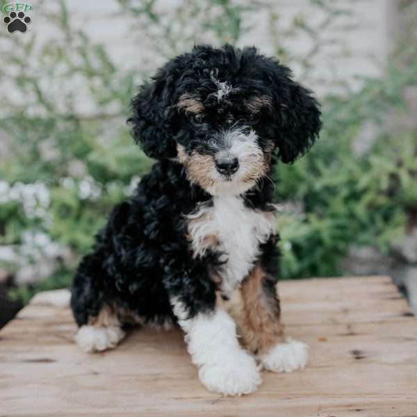 Dolly, Mini Bernedoodle Puppy