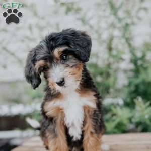 Dora, Mini Bernedoodle Puppy