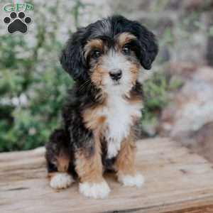 Dora, Mini Bernedoodle Puppy