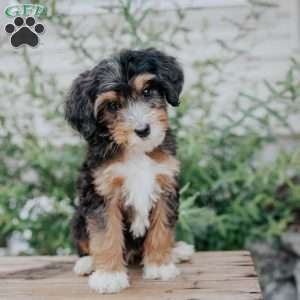 Dora, Mini Bernedoodle Puppy
