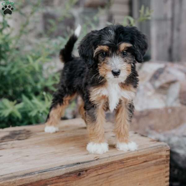 Dora, Mini Bernedoodle Puppy