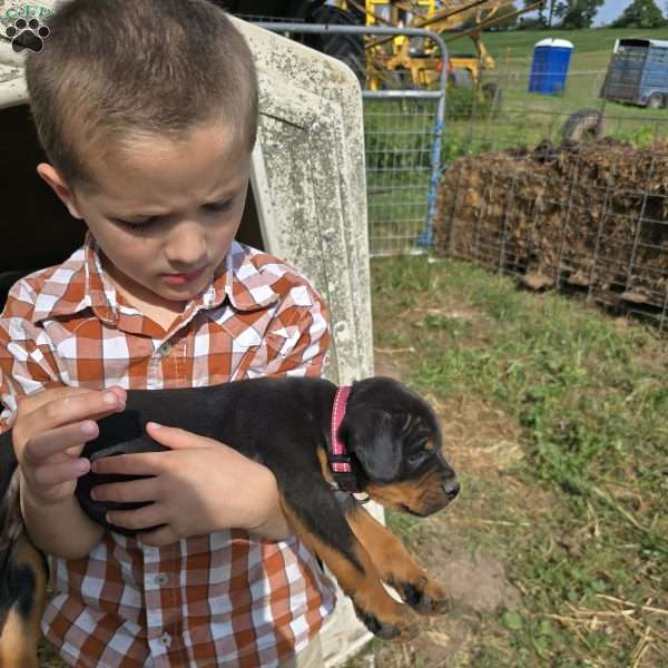 Hazel, Rottweiler Mix Puppy