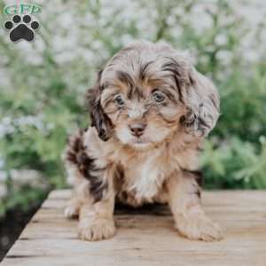 Freda, Cavapoo Puppy