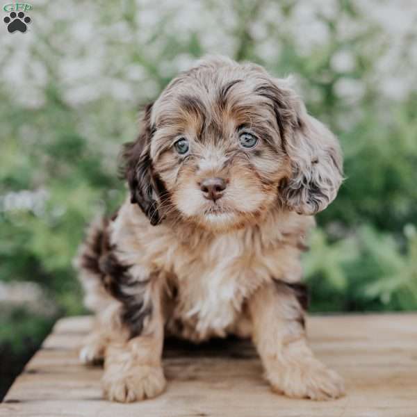 Freda, Cavapoo Puppy