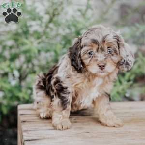 Freda, Cavapoo Puppy
