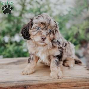 Freda, Cavapoo Puppy