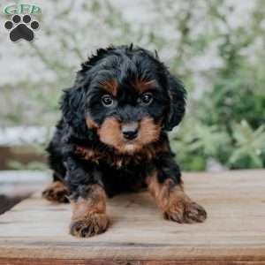 Freddy, Cavapoo Puppy