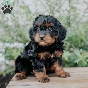 Freddy, Cavapoo Puppy