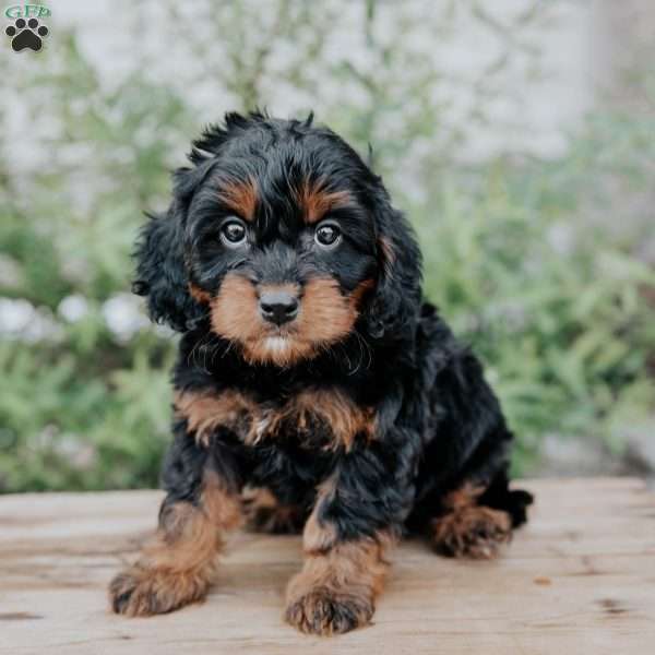 Freddy, Cavapoo Puppy