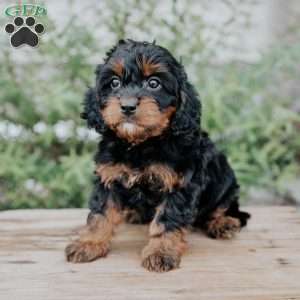 Freddy, Cavapoo Puppy