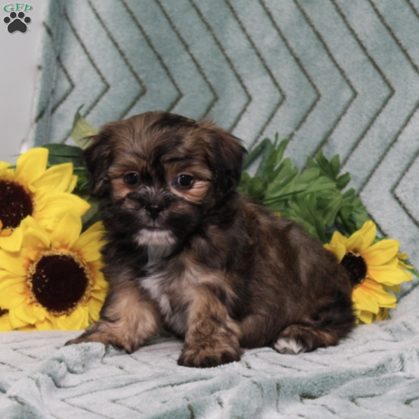 Fritz, Teddy Bear Puppy
