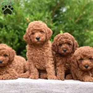 Monroe, Mini Goldendoodle Puppy